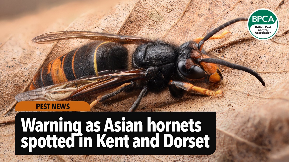 warning-as-asian-hornet-spotted-in-kent warning-as-asian-hornet-spotted-in-kent